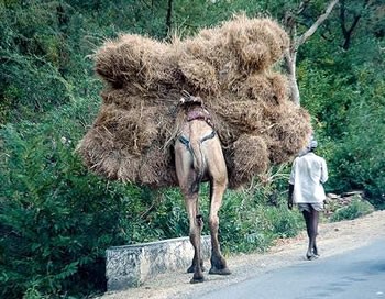 This is the straw that broke the camel's back.  Over 600 pounds of straw.