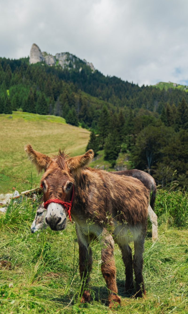 The donkey named Hiney.  Don't lose you Hiney.