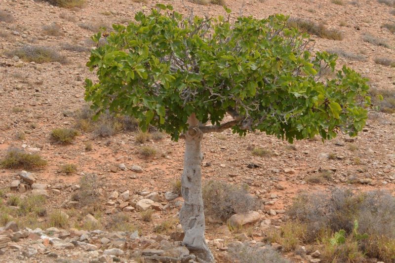 The fig tree produces a sweet and healthy fruit.  We should too