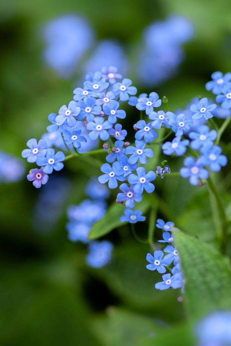 These "Forget-me-not" flowers can remind me that I would not forget Him.