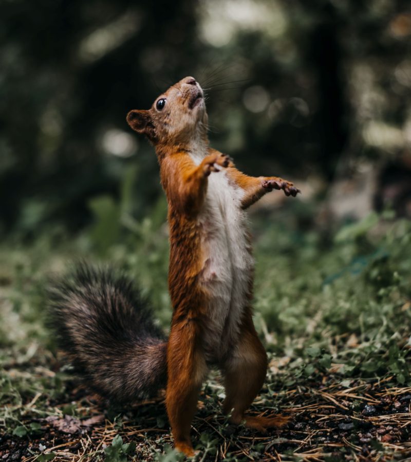 The Squirrel Syndrome distracts us from being productive and reaching our dreams.