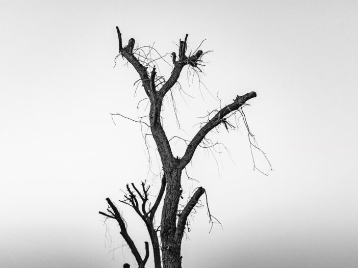 leafless tree in grayscale photography