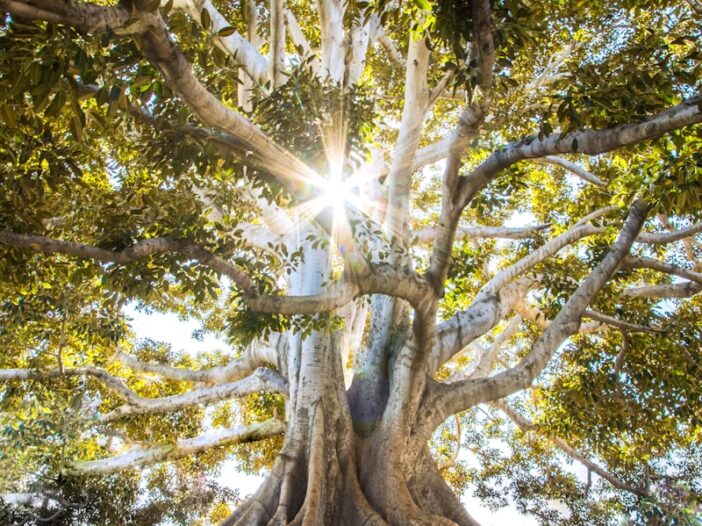 The abundant life as represented by this tree.