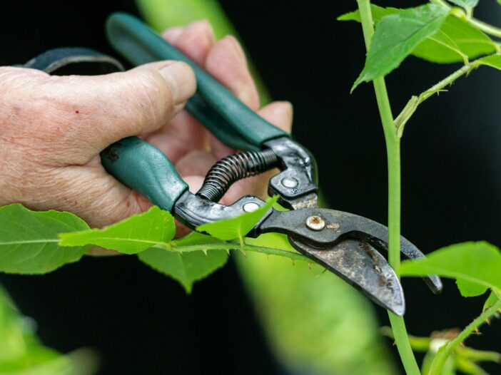 a person holding a pair of pliers to a plant