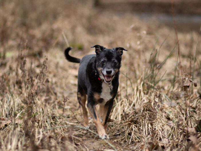 Love is a shape, in the shape of the best dog ever named Weegee.