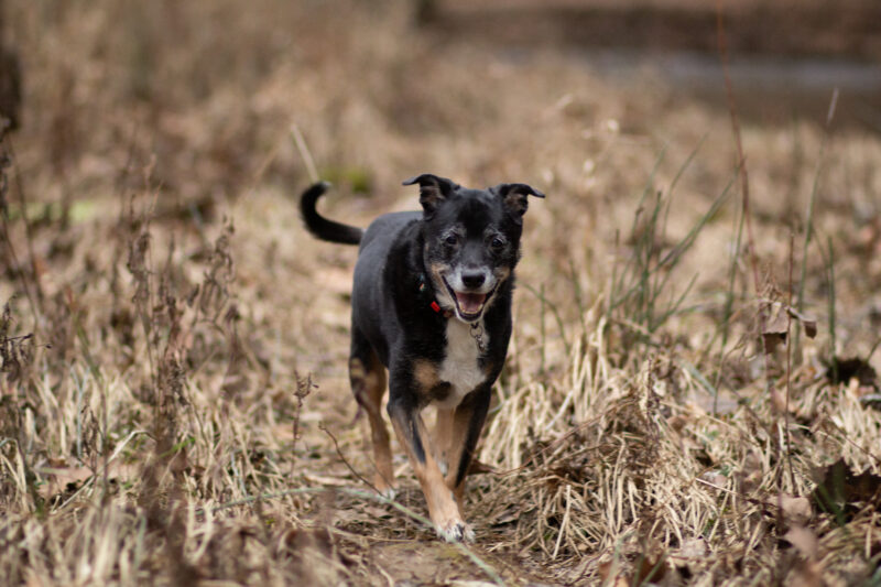 Love is a shape, in the shape of the best dog ever named Weegee.
